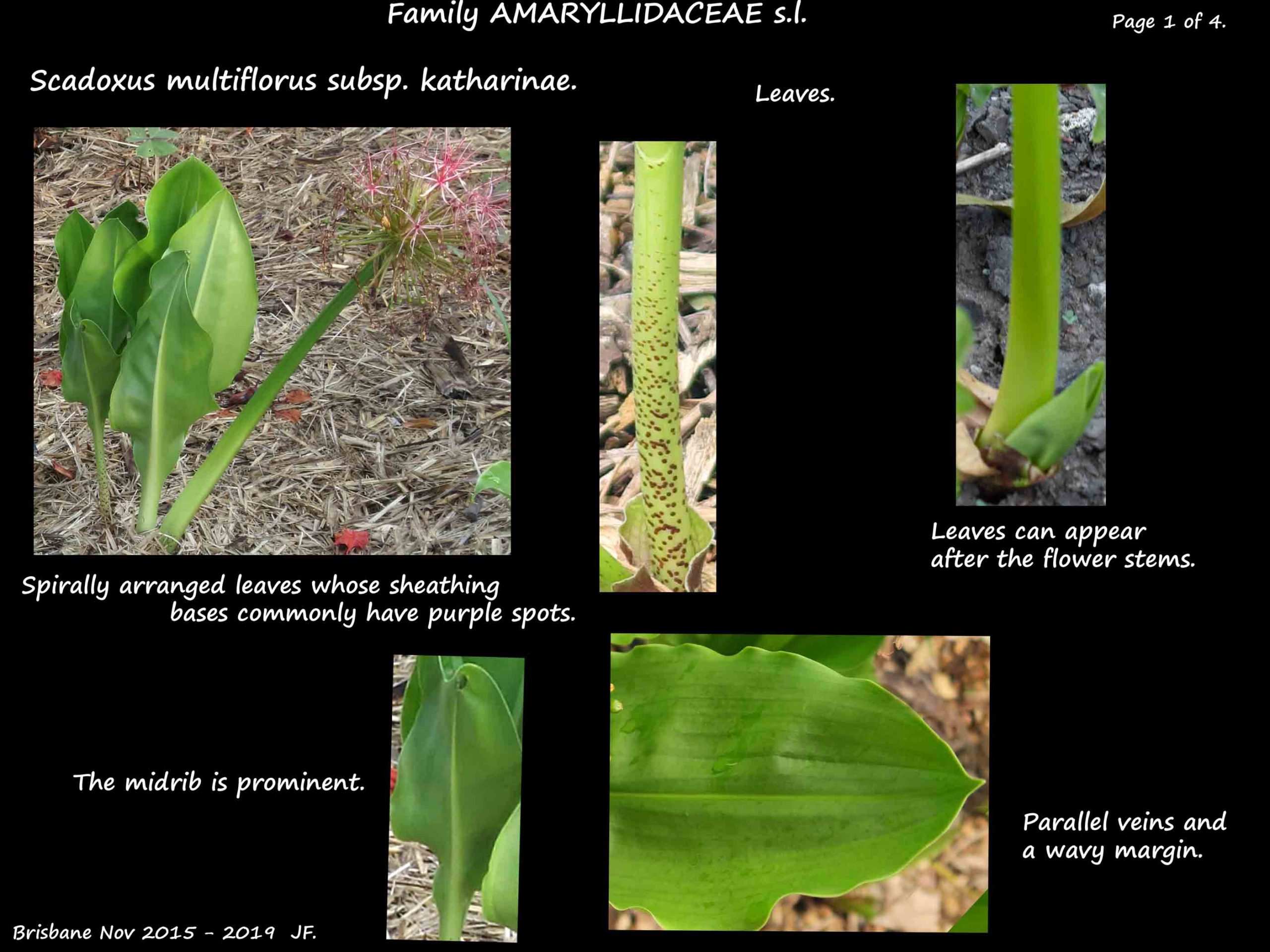 1 Blood lily leaves & stems